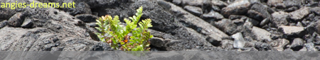 Farn in Lava