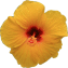 gelbe Hibiskusblüte