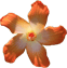 orange weisse Blüte